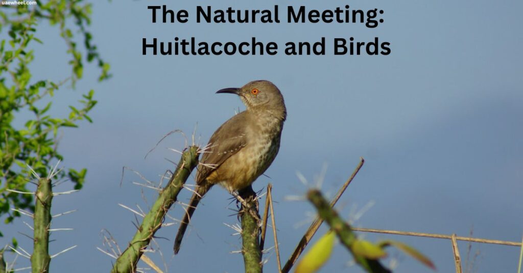 The Huitlacoche bird, which is known as the Black-crowned Tityra, inhabits tropical forests in Central and South America, playing an important role in seed dispersal and insect control.